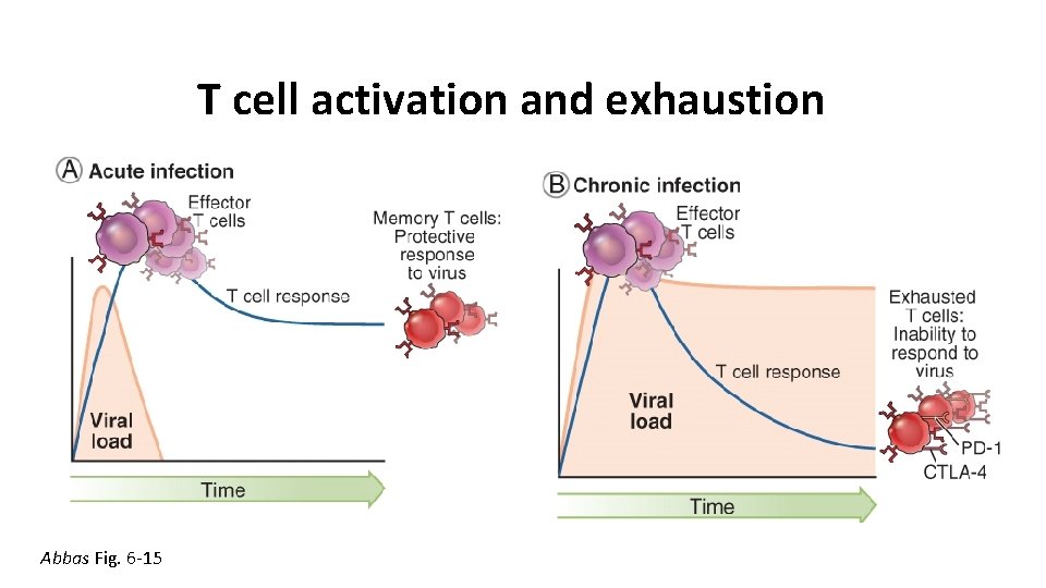 T cell activation and exhaustion Abbas Fig. 6 -15 