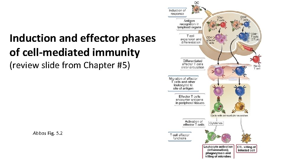 Induction and effector phases of cell-mediated immunity (review slide from Chapter #5) Abbas Fig.