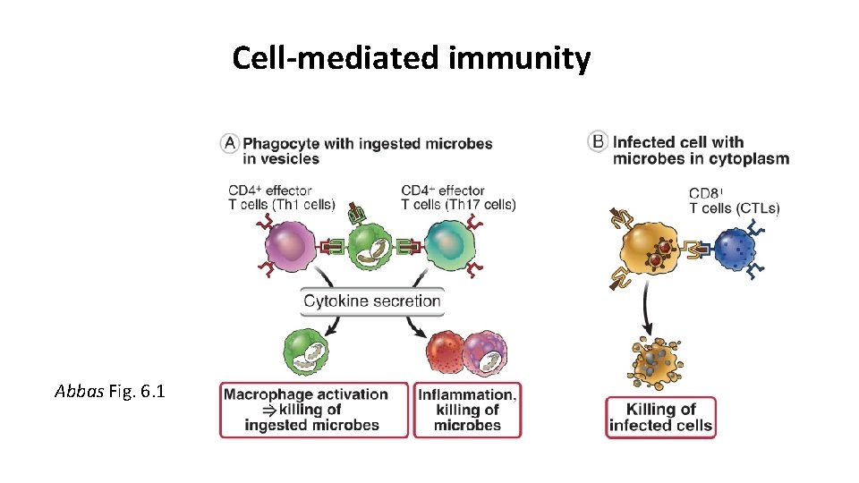 Cell-mediated immunity Abbas Fig. 6. 1 