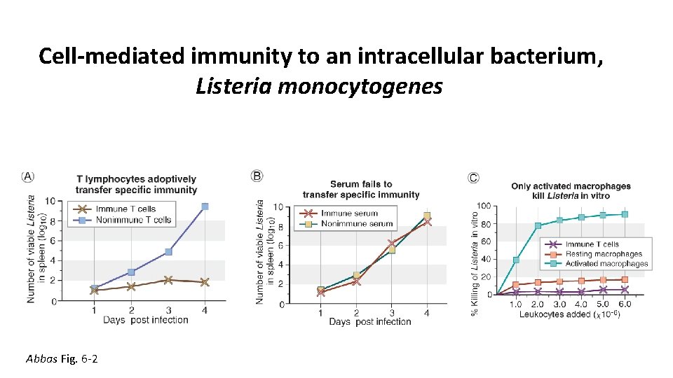 Cell-mediated immunity to an intracellular bacterium, Listeria monocytogenes Abbas Fig. 6 -2 