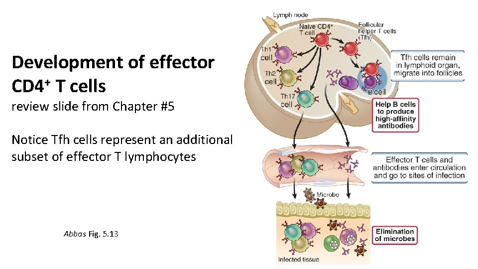 Development of effector CD 4+ T cells review slide from Chapter #5 Notice Tfh