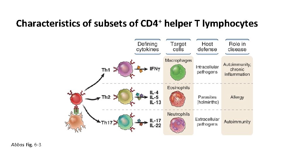 Characteristics of subsets of CD 4+ helper T lymphocytes Abbas Fig. 6 -3 