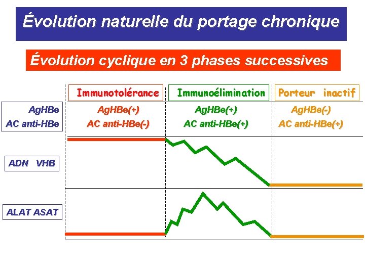 Évolution naturelle du portage chronique Évolution cyclique en 3 phases successives Immunotolérance Ag. HBe Évolution naturelle du portage chronique Évolution cyclique en 3 phases successives Immunotolérance Ag. HBe