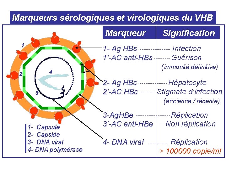 Marqueurs sérologiques et virologiques du VHB Marqueur 1 1 - Ag HBs 1’-AC anti-HBs Marqueurs sérologiques et virologiques du VHB Marqueur 1 1 - Ag HBs 1’-AC anti-HBs