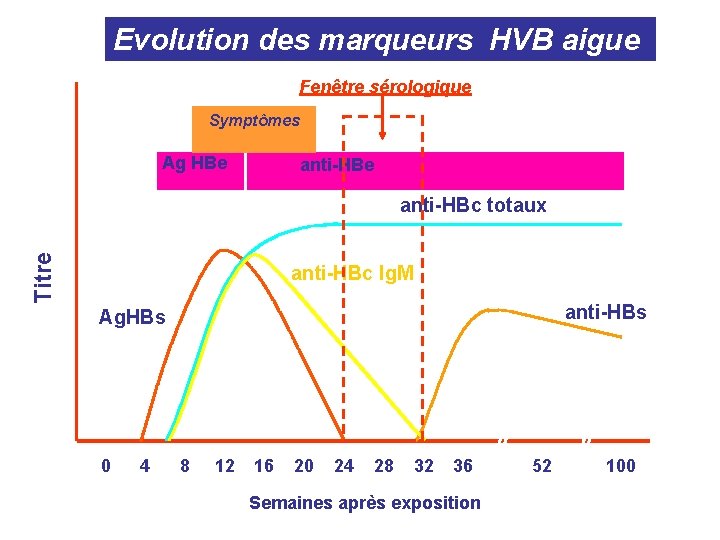 Evolution des marqueurs HVB aigue Fenêtre sérologique Symptômes Ag HBe anti-HBe Titre anti-HBc totaux Evolution des marqueurs HVB aigue Fenêtre sérologique Symptômes Ag HBe anti-HBe Titre anti-HBc totaux