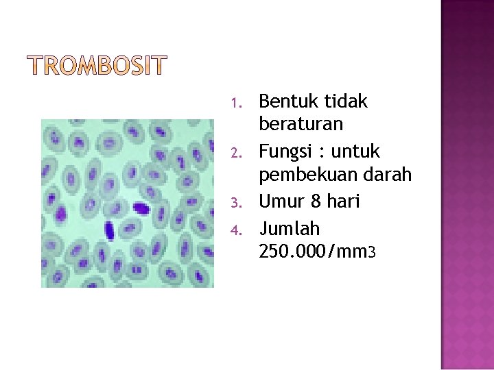 1. 2. 3. 4. Bentuk tidak beraturan Fungsi : untuk pembekuan darah Umur 8