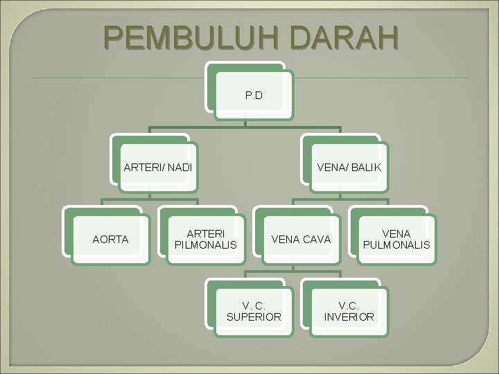 PEMBULUH DARAH P. D ARTERI/ NADI AORTA VENA/ BALIK ARTERI PILMONALIS VENA CAVA V.