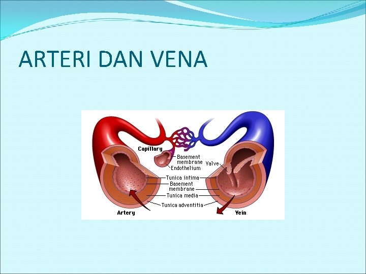 ARTERI DAN VENA 