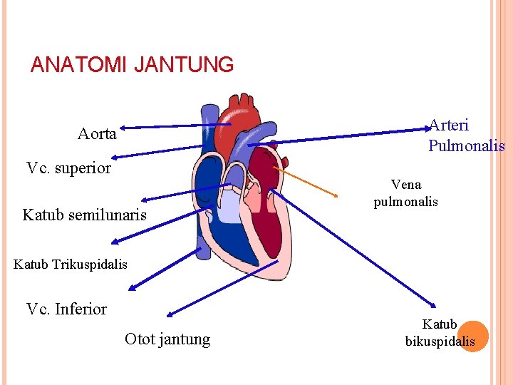 ANATOMI JANTUNG Arteri Pulmonalis Aorta Vc. superior Katub semilunaris Vena pulmonalis Katub Trikuspidalis Vc.