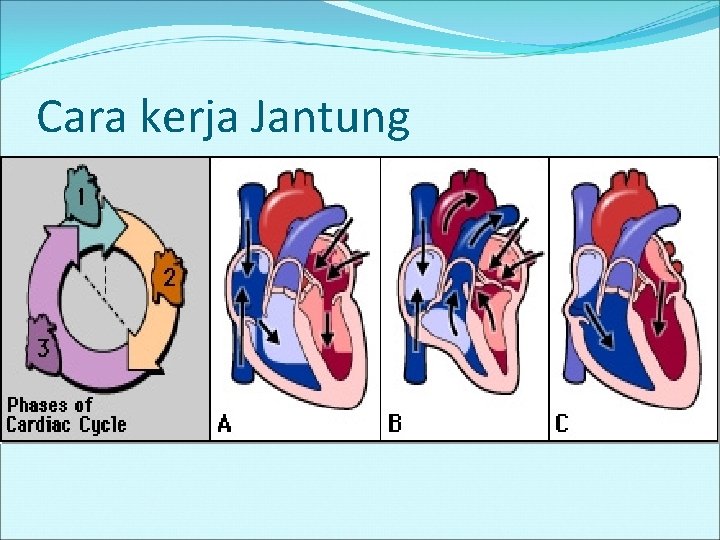 Cara kerja Jantung 