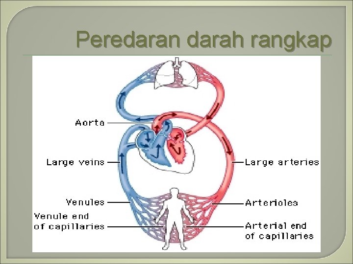 Peredaran darah rangkap 