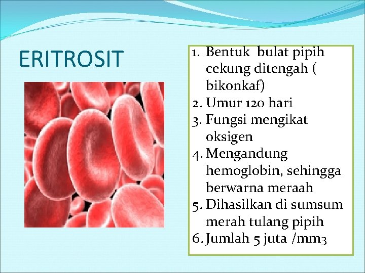 ERITROSIT 1. BENN Bentuk bulat pipih 1. cekung ditengah ( bikonkaf) 2. Umur 120