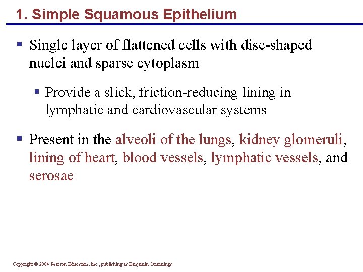 1. Simple Squamous Epithelium § Single layer of flattened cells with disc-shaped nuclei and