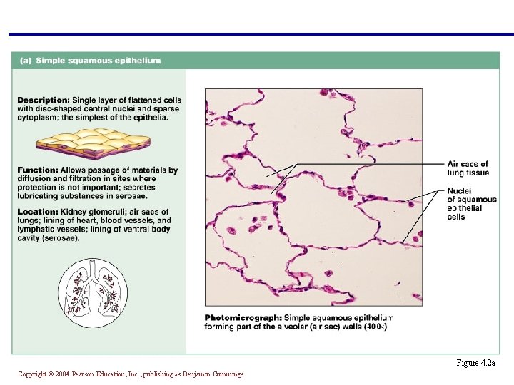 Figure 4. 2 a Copyright © 2004 Pearson Education, Inc. , publishing as Benjamin