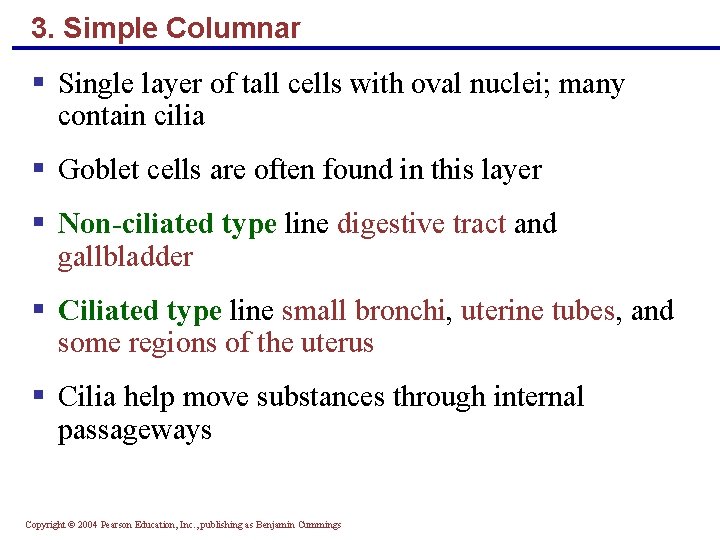 3. Simple Columnar § Single layer of tall cells with oval nuclei; many contain