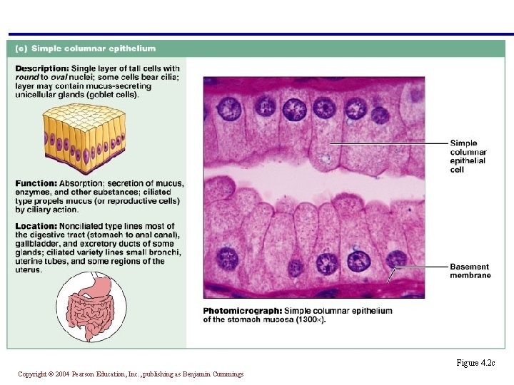 Figure 4. 2 c Copyright © 2004 Pearson Education, Inc. , publishing as Benjamin