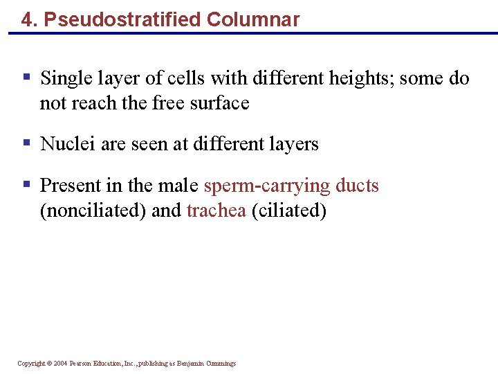 4. Pseudostratified Columnar § Single layer of cells with different heights; some do not