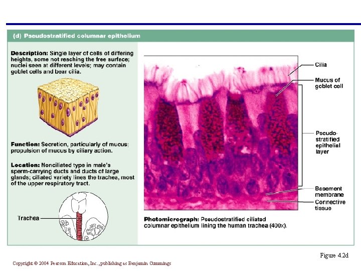 § Single layer of cells with different heights; some do not reach the free
