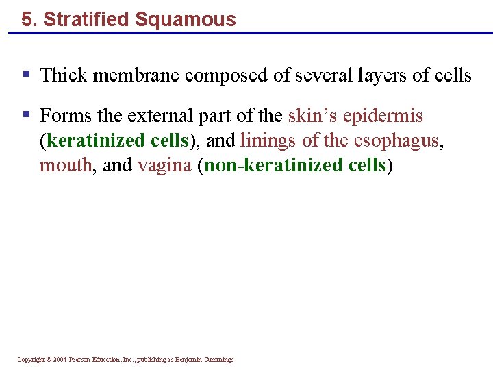 5. Stratified Squamous § Thick membrane composed of several layers of cells § Forms