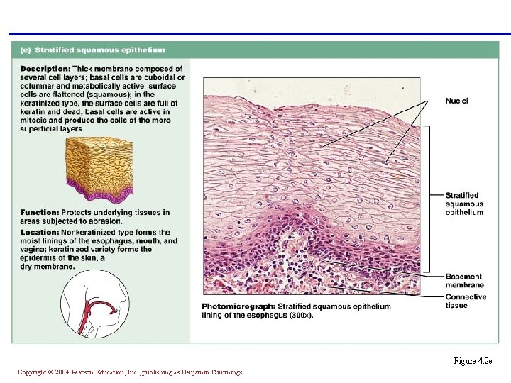 § Thick membrane composed of several layers of cells § Function in protection of