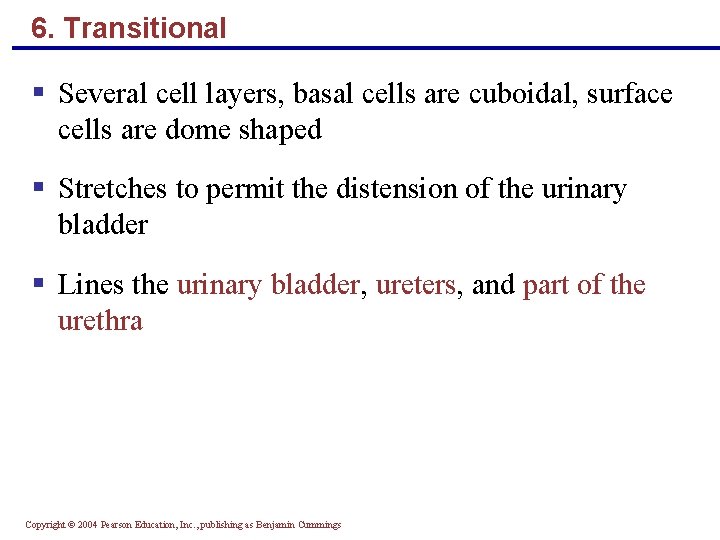 6. Transitional § Several cell layers, basal cells are cuboidal, surface cells are dome