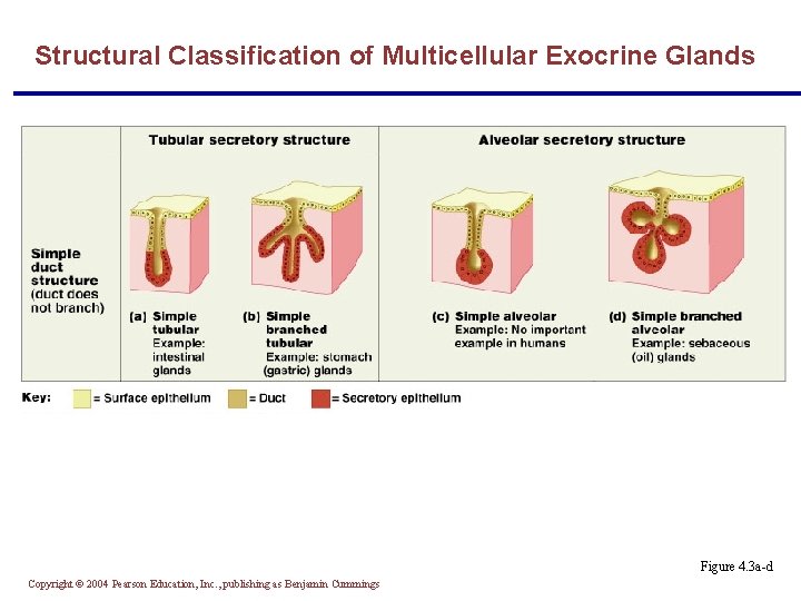 Structural Classification of Multicellular Exocrine Glands Figure 4. 3 a-d Copyright © 2004 Pearson
