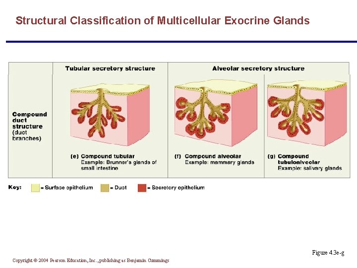 Structural Classification of Multicellular Exocrine Glands Figure 4. 3 e-g Copyright © 2004 Pearson