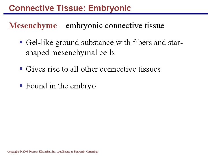 Connective Tissue: Embryonic Mesenchyme – embryonic connective tissue § Gel-like ground substance with fibers