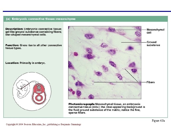 Figure 4. 8 a Copyright © 2004 Pearson Education, Inc. , publishing as Benjamin