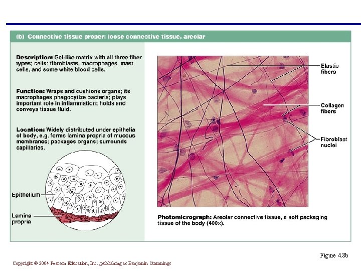 Figure 4. 8 b Copyright © 2004 Pearson Education, Inc. , publishing as Benjamin