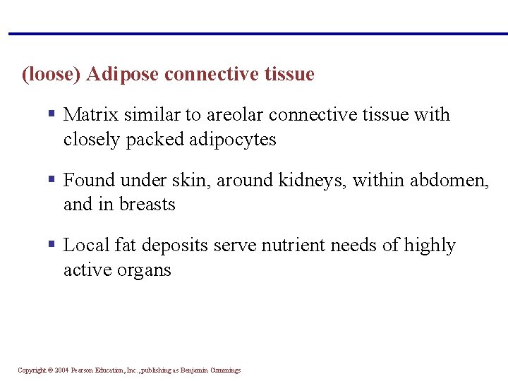 (loose) Adipose connective tissue § Matrix similar to areolar connective tissue with closely packed