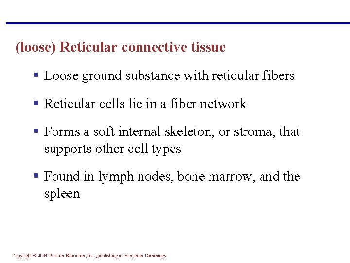 (loose) Reticular connective tissue § Loose ground substance with reticular fibers § Reticular cells