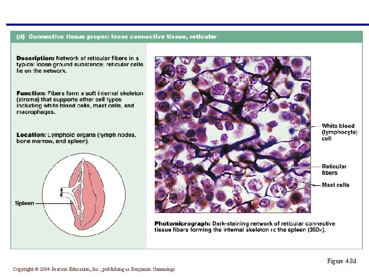 Figure 4. 8 d Copyright © 2004 Pearson Education, Inc. , publishing as Benjamin