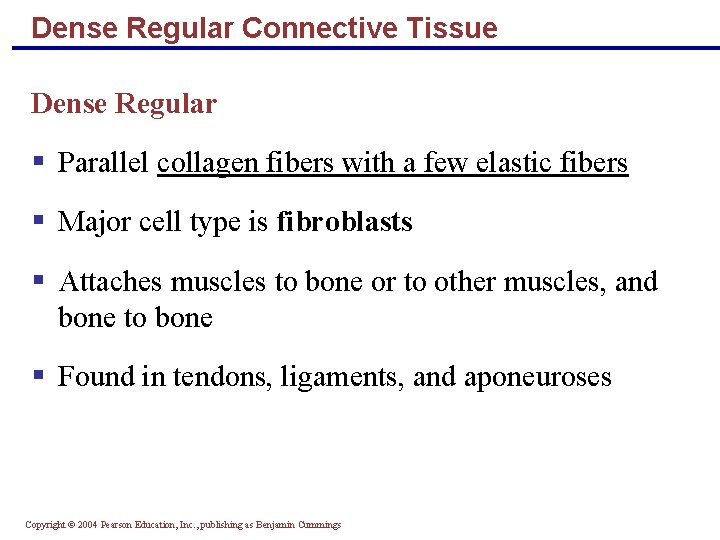 Dense Regular Connective Tissue Dense Regular § Parallel collagen fibers with a few elastic