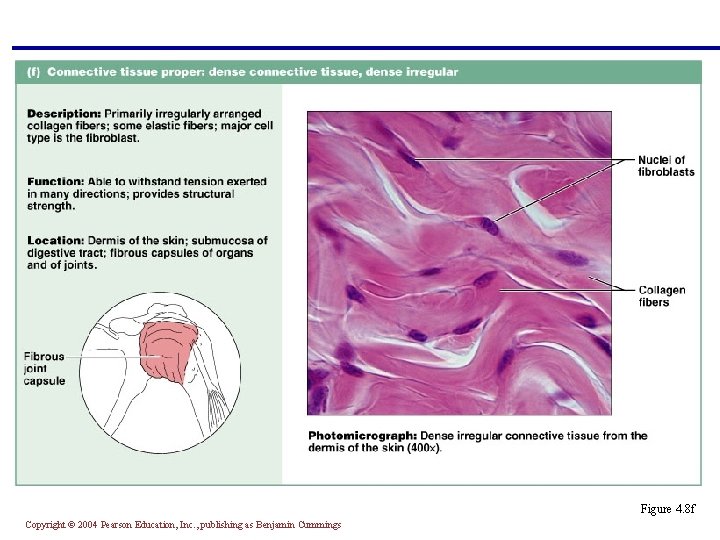 Figure 4. 8 f Copyright © 2004 Pearson Education, Inc. , publishing as Benjamin
