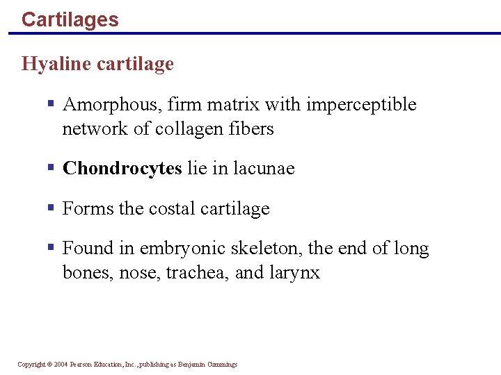 Cartilages Hyaline cartilage § Amorphous, firm matrix with imperceptible network of collagen fibers §