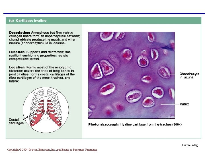 Figure 4. 8 g Copyright © 2004 Pearson Education, Inc. , publishing as Benjamin