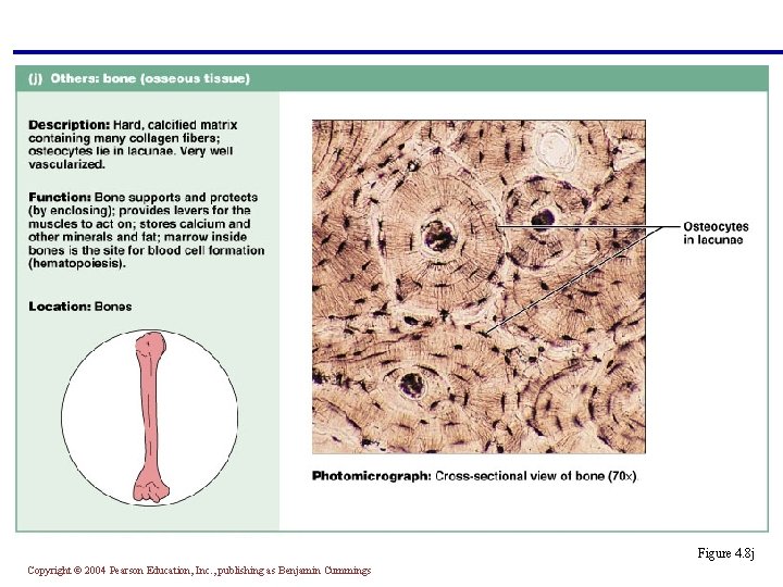 Figure 4. 8 j Copyright © 2004 Pearson Education, Inc. , publishing as Benjamin