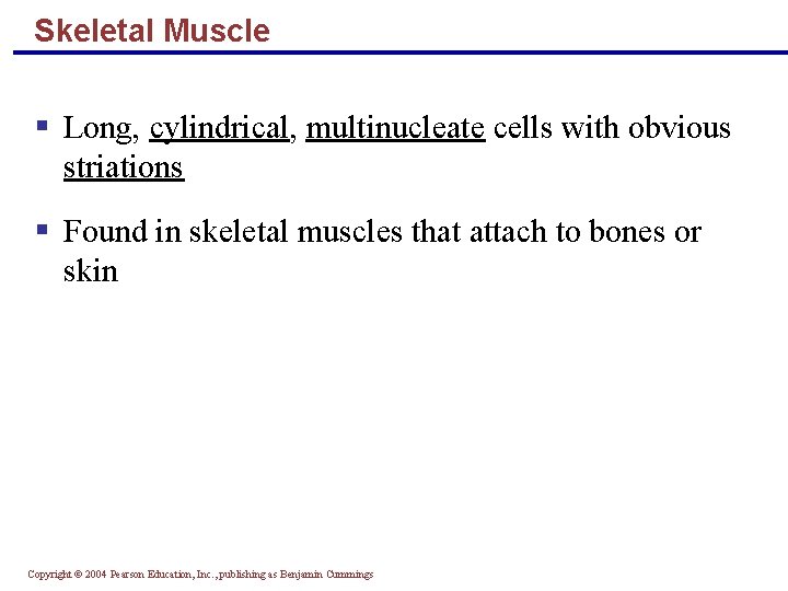 Skeletal Muscle § Long, cylindrical, multinucleate cells with obvious striations § Found in skeletal