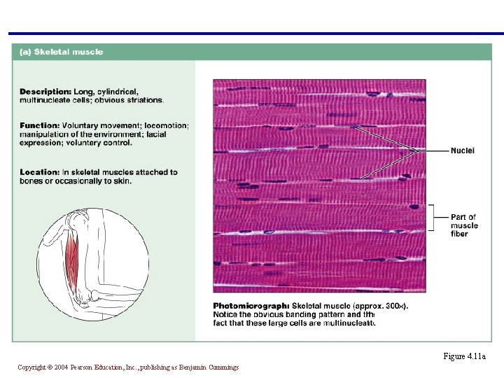 § Long, cylindrical, multinucleate cells with obvious striations § Initiates and controls voluntary movement