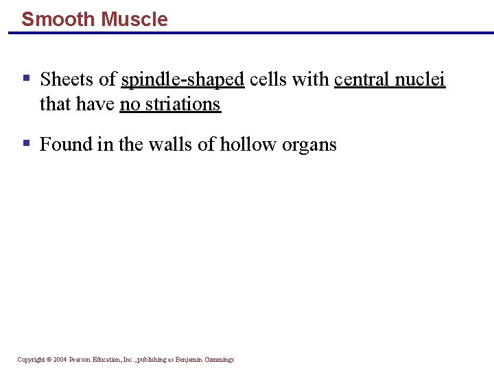 Smooth Muscle § Sheets of spindle-shaped cells with central nuclei that have no striations