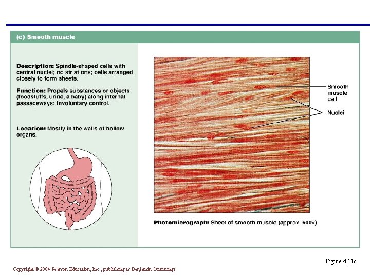 Figure 4. 11 c Copyright © 2004 Pearson Education, Inc. , publishing as Benjamin