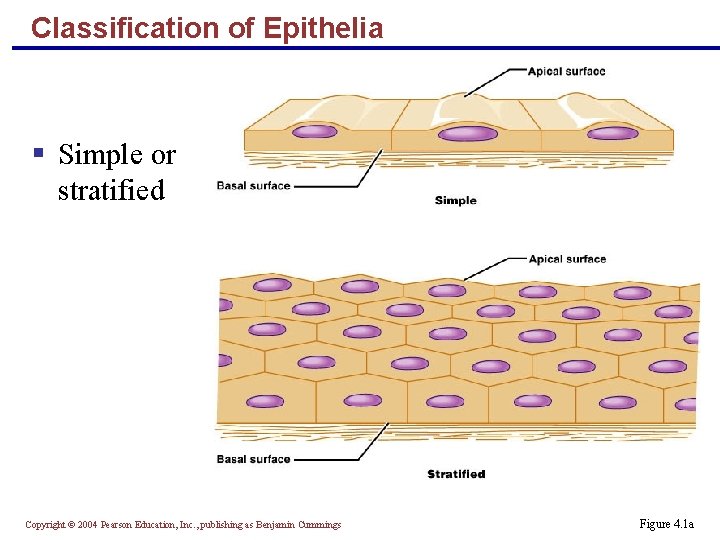 Classification of Epithelia § Simple or stratified Copyright © 2004 Pearson Education, Inc. ,