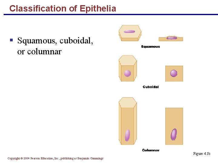 Classification of Epithelia § Squamous, cuboidal, or columnar Figure 4. 1 b Copyright ©