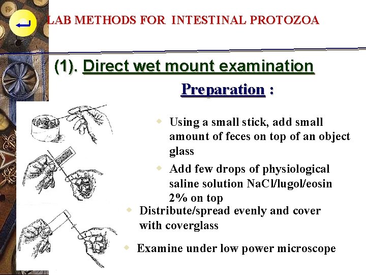 LAB METHODS FOR INTESTINAL PROTOZOA (1). Direct wet mount examination Preparation : w Using