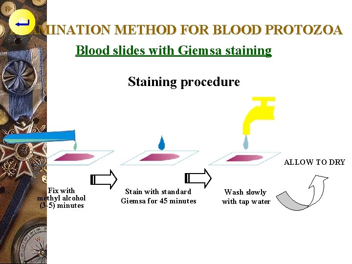 EXAMINATION METHOD FOR BLOOD PROTOZOA Blood slides with Giemsa staining Staining procedure ALLOW TO