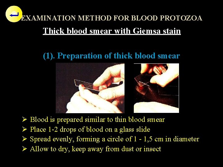 EXAMINATION METHOD FOR BLOOD PROTOZOA Thick blood smear with Giemsa stain (1). Preparation of