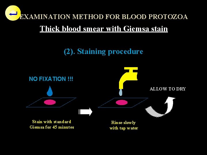 EXAMINATION METHOD FOR BLOOD PROTOZOA Thick blood smear with Giemsa stain (2). Staining procedure
