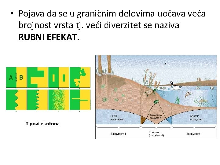  • Pojava da se u graničnim delovima uočava veća brojnost vrsta tj. veći