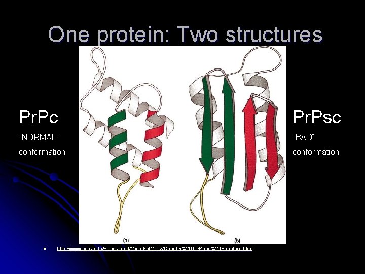 One protein: Two structures Pr. Pc Pr. Psc “NORMAL” “BAD” conformation l http: //www.